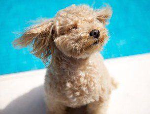 White Poodle near water